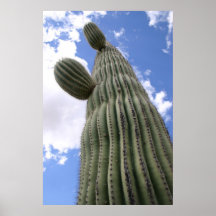 Poster del cactus de barril