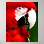 Poster del Caw de Mc