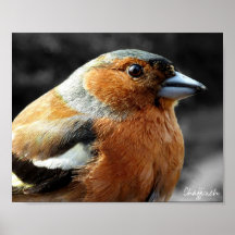 Poster del Chaffinch