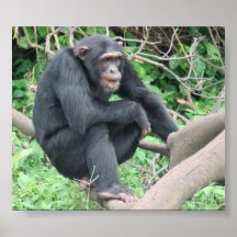 Poster del chimpancé
