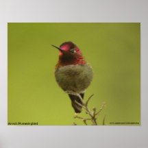Poster del colibrí de Ana