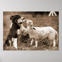 Poster del collie del ~Border del "border collie y