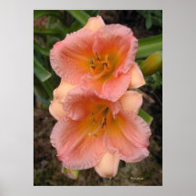 Poster del Daylily