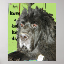 Poster del día del pelo del perro de Terranova mún