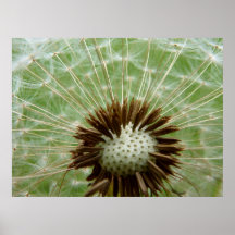 Poster del diente de león