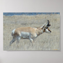 Poster del dólar del antílope de A0025 Pronghorn