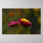 Poster del dúo de la flor eterna