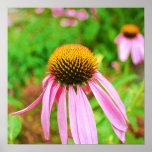 Poster del Echinacea del verano