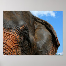 Poster del elefante