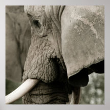 Poster del elefante