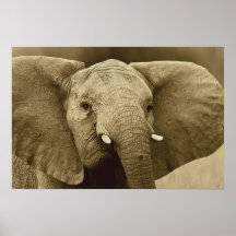 Poster del elefante africano, impresión, imagen, i