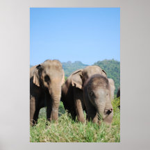 Poster del elefante del bebé