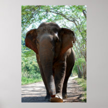 Poster del elefante en color