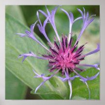 Poster del flor de la flor del botón del soltero