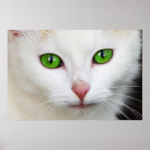 Poster del gatito del ojo verde