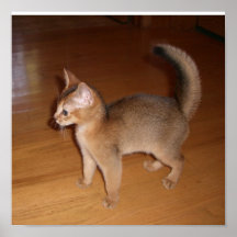 Poster del gato