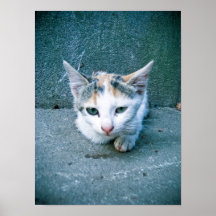 Poster del gato