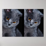Poster del gato azul de Britsh