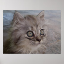 Poster del gato del bebé