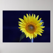 Poster del girasol