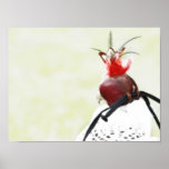 Poster del halcón
