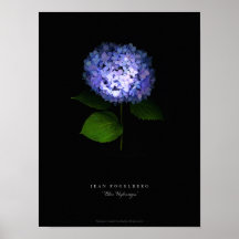 Poster del "Hydrangea azul"