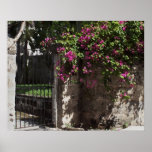 Poster del jardín de Bahamas Bougainvillia