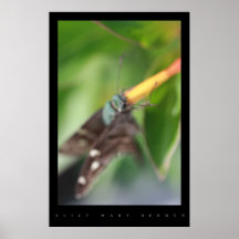 POSTER DEL JARDÍN DE LA MARIPOSA