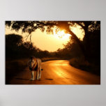Poster del león en el camino en África
