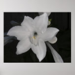 Poster del lirio blanco