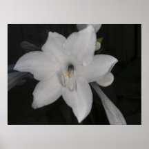 Poster del lirio blanco
