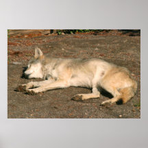 poster del lobo