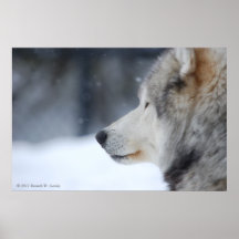 Poster del lobo