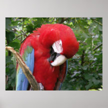Poster del Macaw del escarlata