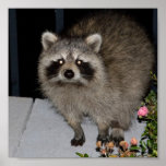 Poster del mapache