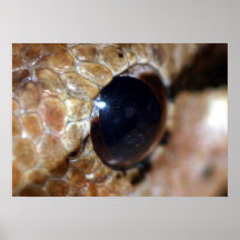 Poster del ojo de serpiente