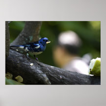 Poster del ópalo del Tanager de Rumped