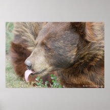 Poster del oso