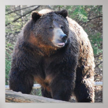 Poster del oso