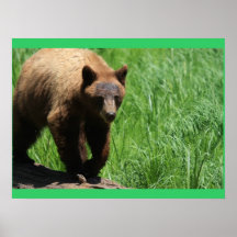 Poster del oso de Brown