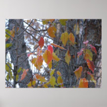 Poster del otoño 01