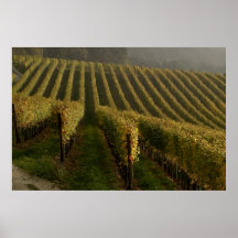 poster del otoño de las uvas de la vid