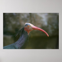 poster del pájaro