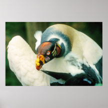 Poster del pájaro de rey buitre