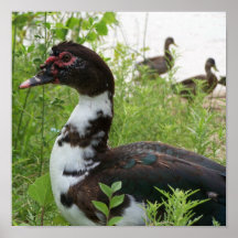 Poster del pato de Muscovy