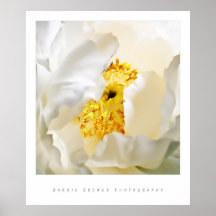 Poster del Peony