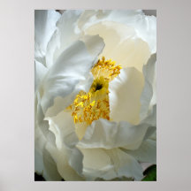 Poster del Peony del árbol