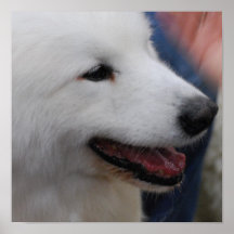Poster del perrito del samoyedo