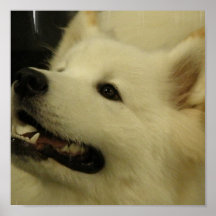 Poster del perrito del samoyedo