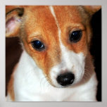 Poster del perro de perrito de Jack Russell Terrie